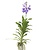 Blauwe orchidee - Vanda 'New Blue' - Hoogte 55-65cm
