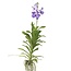 Blauwe orchidee - Vanda 'New Blue' - Hoogte 55-65cm