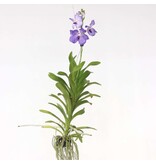 Blauwe orchidee - Vanda 'New Blue' - Hoogte 55-65cm