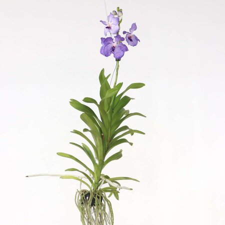 Blauwe orchidee - Vanda 'New Blue' - Hoogte 55-65cm