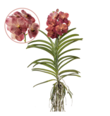 Orchidee - Vanda 'Leopard Coral' - Hoogte 80-90cm
