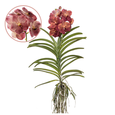 Orchidee - Vanda 'Leopard Coral' - Hoogte 80-90cm