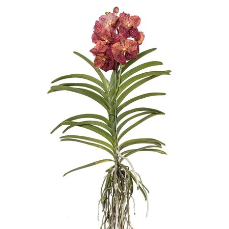Orchidee - Vanda 'Leopard Coral' - Hoogte 80-90cm