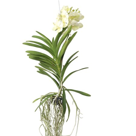 Witte Orchidee - Vanda 'Tayanee White' - Hoogte 45-55cm