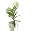 Witte Orchidee - Vanda 'Tayanee White' - Hoogte 45-55cm