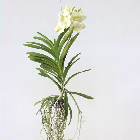 Witte Orchidee - Vanda 'Tayanee White' - Hoogte 45-55cm