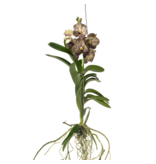 Orchidee - Vanda 'Ocelot Mocha' - Hoogte 55-65cm