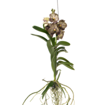 Orchidee - Vanda 'Ocelot Mocha' - Hoogte 55-65cm