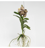 Orchidee - Vanda 'Ocelot Mocha' - Hoogte 55-65cm