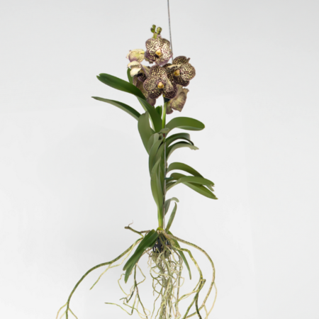 Orchidee - Vanda 'Ocelot Mocha' - Hoogte 55-65cm