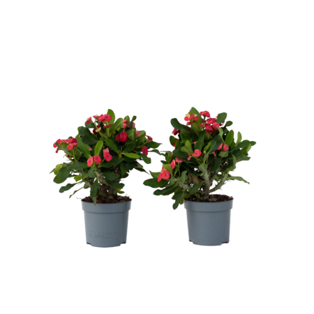 Christusdoorn - Set van 2 - Euphorbia 'Milii' - Hoogte 25-35cm - ⌀13cm