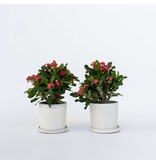 Christusdoorn - Set van 2 - Euphorbia 'Milii' - Hoogte 25-35cm - ⌀13cm