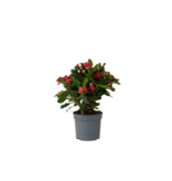 Christusdoorn - Euphorbia 'Milii' - Hoogte 25-35cm - ⌀13cm