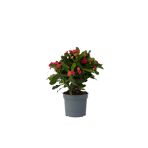 Christusdoorn - Euphorbia 'Milii' - Hoogte 25-35cm - ⌀13cm