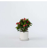Christusdoorn - Euphorbia 'Milii' - Hoogte 25-35cm - ⌀13cm