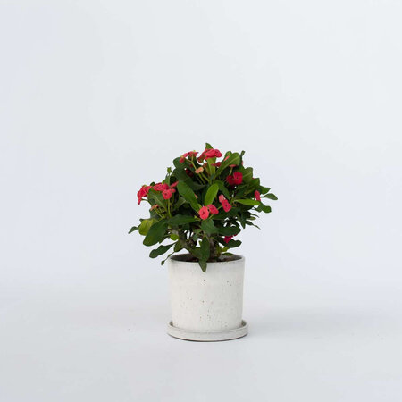 Christusdoorn - Euphorbia 'Milii' - Hoogte 25-35cm - ⌀13cm