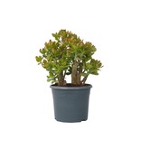 Jadeplant - Crassula ovata 'Sunset' - Hoogte 55-60cm - ⌀30cm