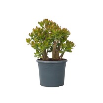 Jadeplant - Crassula ovata 'Sunset' - Hoogte 55-60cm - ⌀30cm