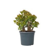 Jadeplant - Crassula ovata 'Sunset' - Hoogte 55-60cm - ⌀30cm
