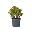 Jadeplant - Crassula ovata 'Sunset' - Hoogte 55-60cm - ⌀30cm