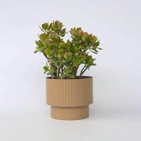 Jadeplant - Crassula ovata 'Sunset' - Hoogte 55-60cm - ⌀30cm