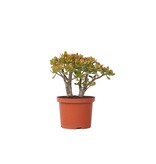 Jadeplant - Crassula ovata 'Sunset' - Hoogte 45-50cm - ⌀23cm