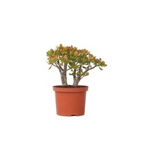 Jadeplant - Crassula ovata 'Sunset' - Hoogte 45-50cm - ⌀23cm