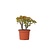 Jadeplant - Crassula ovata 'Sunset' - Hoogte 45-50cm - ⌀23cm