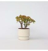 Jadeplant - Crassula ovata 'Sunset' - Hoogte 45-50cm - ⌀23cm