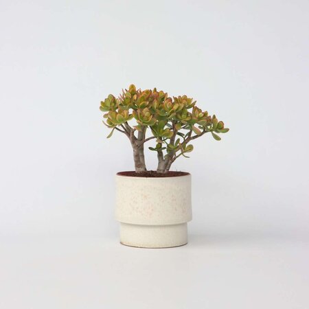 Jadeplant - Crassula ovata 'Sunset' - Hoogte 45-50cm - ⌀23cm