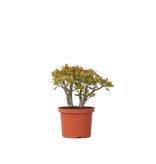 Jadeplant - Crassula ovata 'Sunset' - Hoogte 30-35cm - ⌀17cm