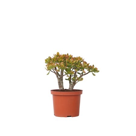 Jadeplant - Crassula ovata 'Sunset' - Hoogte 30-35cm - ⌀17cm