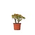 Jadeplant - Crassula ovata 'Sunset' - Hoogte 30-35cm - ⌀17cm