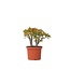 Jadeplant - Crassula ovata 'Sunset' - Hoogte 30-35cm - ⌀17cm