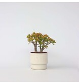 Jadeplant - Crassula ovata 'Sunset' - Hoogte 30-35cm - ⌀17cm