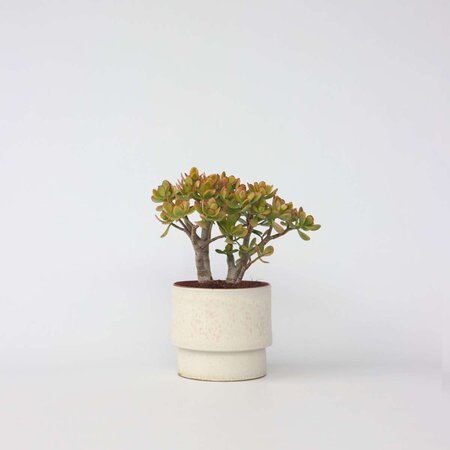Jadeplant - Crassula ovata 'Sunset' - Hoogte 30-35cm - ⌀17cm