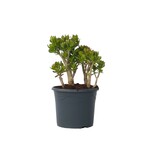 Jadeplant - Crassula ovata 'Minor' - Hoogte 60-65cm - ⌀30cm