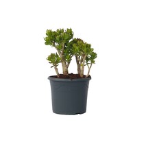 Jadeplant - Crassula ovata 'Minor' - Hoogte 60-65cm - ⌀30cm
