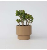 Jadeplant - Crassula ovata 'Minor' - Hoogte 60-65cm - ⌀30cm
