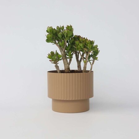 Jadeplant - Crassula ovata 'Minor' - Hoogte 60-65cm - ⌀30cm