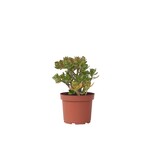 Jadeplant - Crassula ovata 'Minor' - Hoogte 45-50cm - ⌀23cm