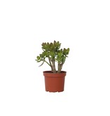 Jadeplant - Crassula ovata 'Minor' - Hoogte 30-35cm - ⌀17cm