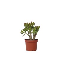 Jadeplant - Crassula ovata 'Minor' - Hoogte 30-35cm - ⌀17cm