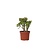 Jadeplant - Crassula ovata 'Minor' - Hoogte 30-35cm - ⌀17cm
