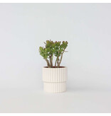 Jadeplant - Crassula ovata 'Minor' - Hoogte 30-35cm - ⌀17cm