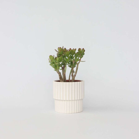 Jadeplant - Crassula ovata 'Minor' - Hoogte 30-35cm - ⌀17cm