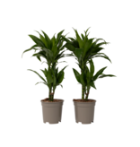 Drakenbloedboom - Set van 2 - Dracaena 'Janet Craig' - Hoogte 60-70cm - ⌀17cm