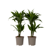 Drakenbloedboom - Set van 2 - Dracaena 'Janet Craig' - Hoogte 60-70cm - ⌀17cm