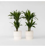 Drakenbloedboom - Set van 2 - Dracaena 'Janet Craig' - Hoogte 60-70cm - ⌀17cm