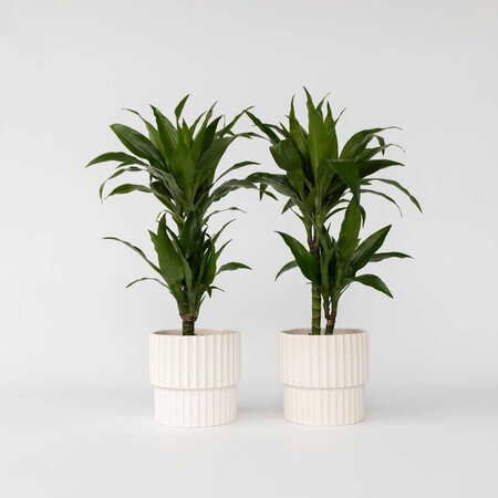 Drakenbloedboom - Set van 2 - Dracaena 'Janet Craig' - Hoogte 60-70cm - ⌀17cm